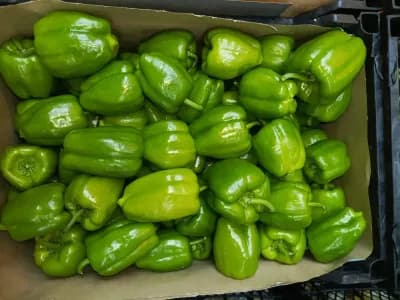 Dolma Biber